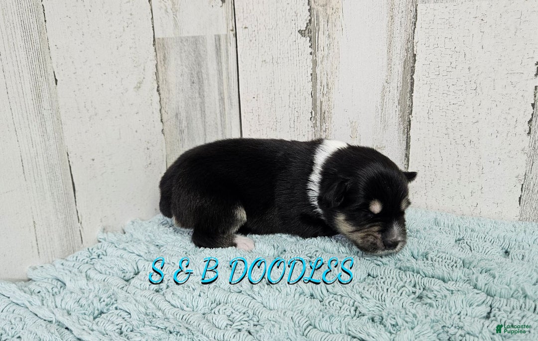 Miniature Australian Shepherd dogs for sale: Flash - Ad 8