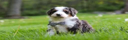 Bernedoodle dogs for sale: Rockey - Ad 7