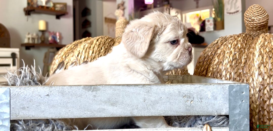 French Bulldog dogs for sale: Boo - Ad 6