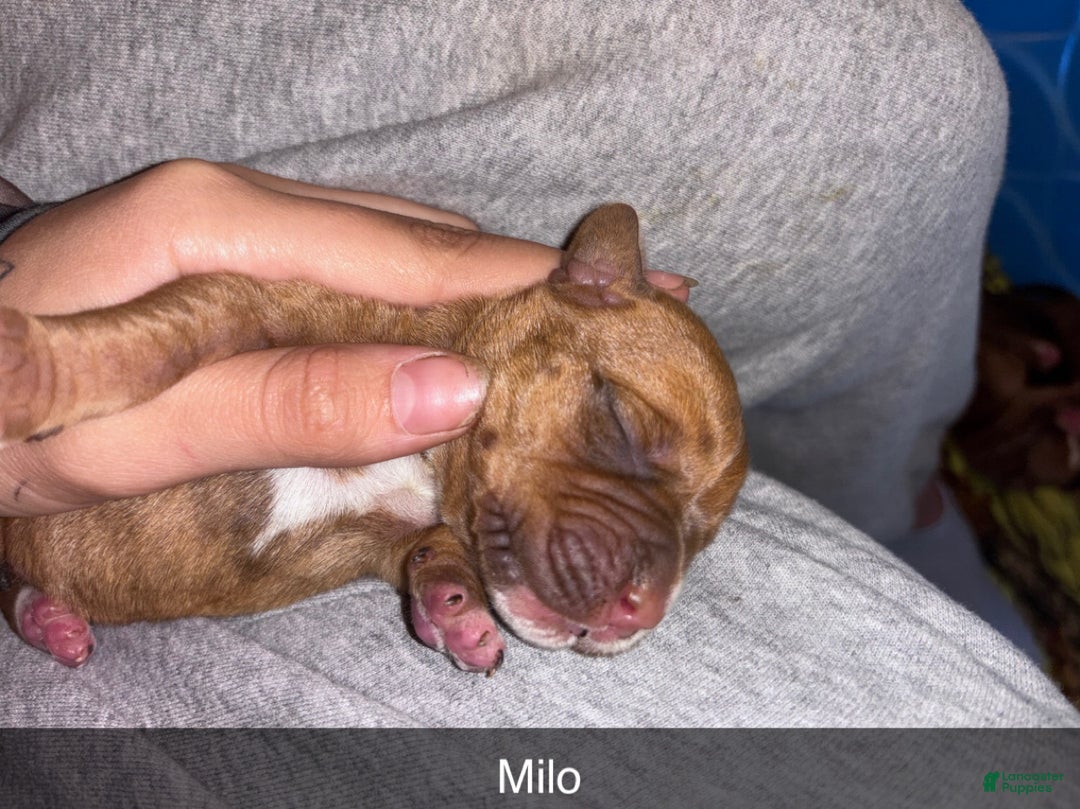 Mixed Breed dogs for sale: Milo  - Ad 3