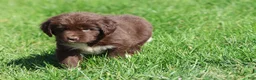 Newfoundland dogs for sale: Swirls - Ad 3