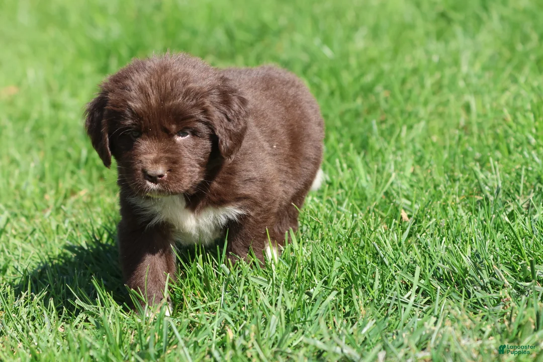 Newfoundland dogs for sale: Swirls - Ad 3