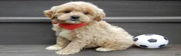Cavapoo dogs for sale: Benji - Ad 4