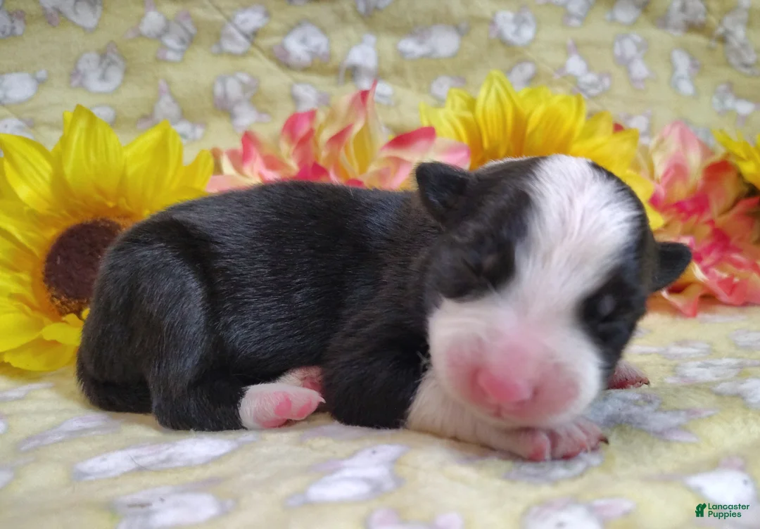 Border Collie dogs for sale: Eco - Ad 1