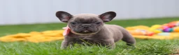 French Bulldog dogs for sale: Lucy - Ad 7