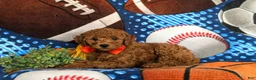 Cavapoo dogs for sale: Franklin Hypoallegenic - Ad 4