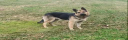 German Shepherd dogs for sale: Misty - Ad 9
