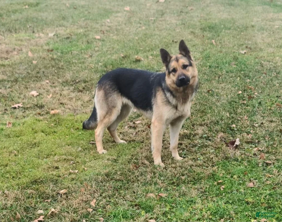 German Shepherd dogs for sale: Misty - Ad 9