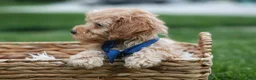 Havapoo dogs for sale: Eugene 💛🐾 - Ad 6