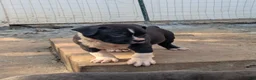 American Bully dogs for sale: Jet - Ad 8