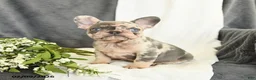French Bulldog dogs for sale: Gracie - Ad 3