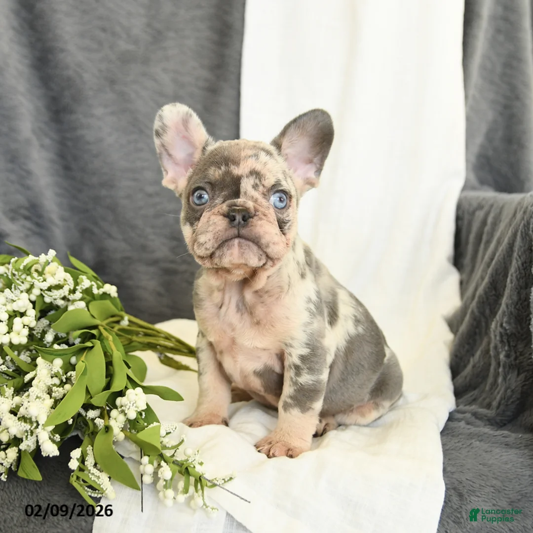 French Bulldog dogs for sale: Gracie - Ad 3