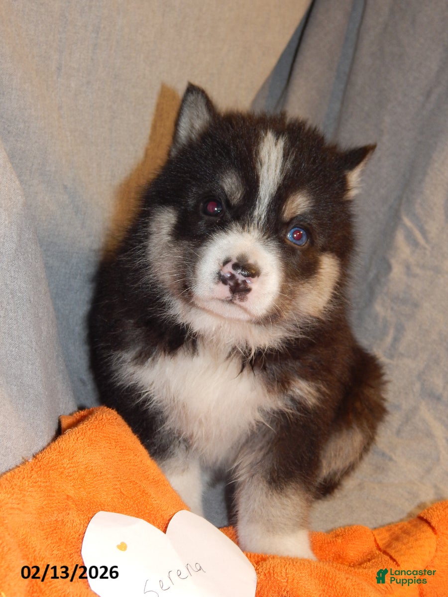 Pomsky dogs Serena  - Ad 18