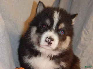 Pomsky dogs Serena - Ad 18