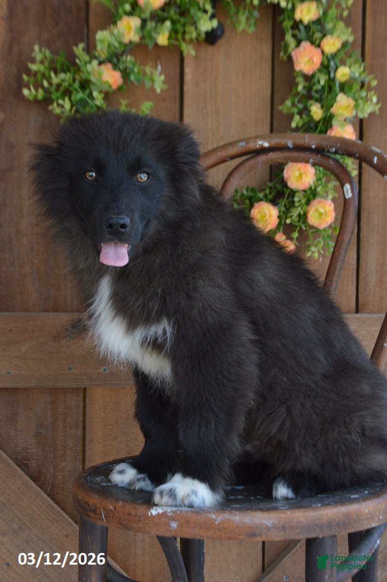 Mixed Breed dogs Ollie - Ad 2