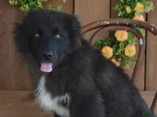 Mixed Breed dogs for sale: Ollie - Ad 3