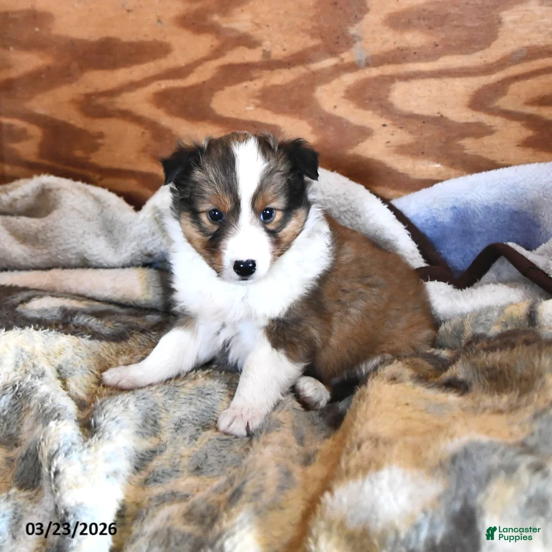 Shetland Sheepdog dogs for sale: River - Ad 1