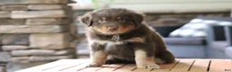 Australian Shepherd dogs for sale: diggory - Ad 1
