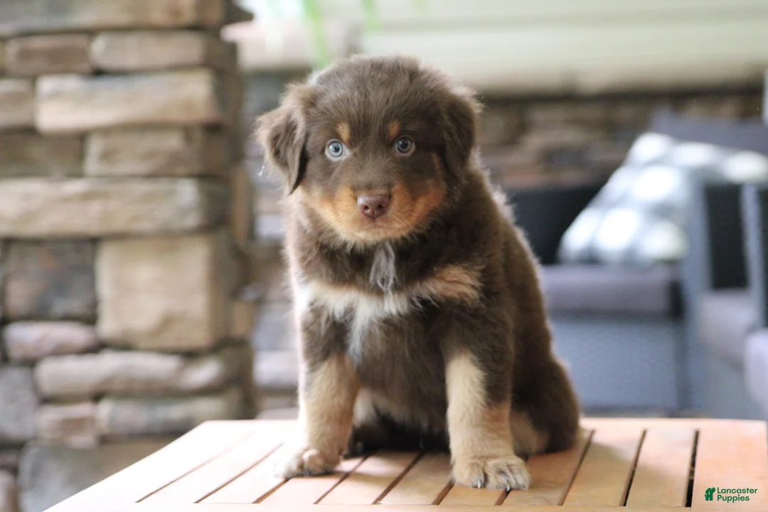 Australian Shepherd dogs for sale: diggory - Ad 1