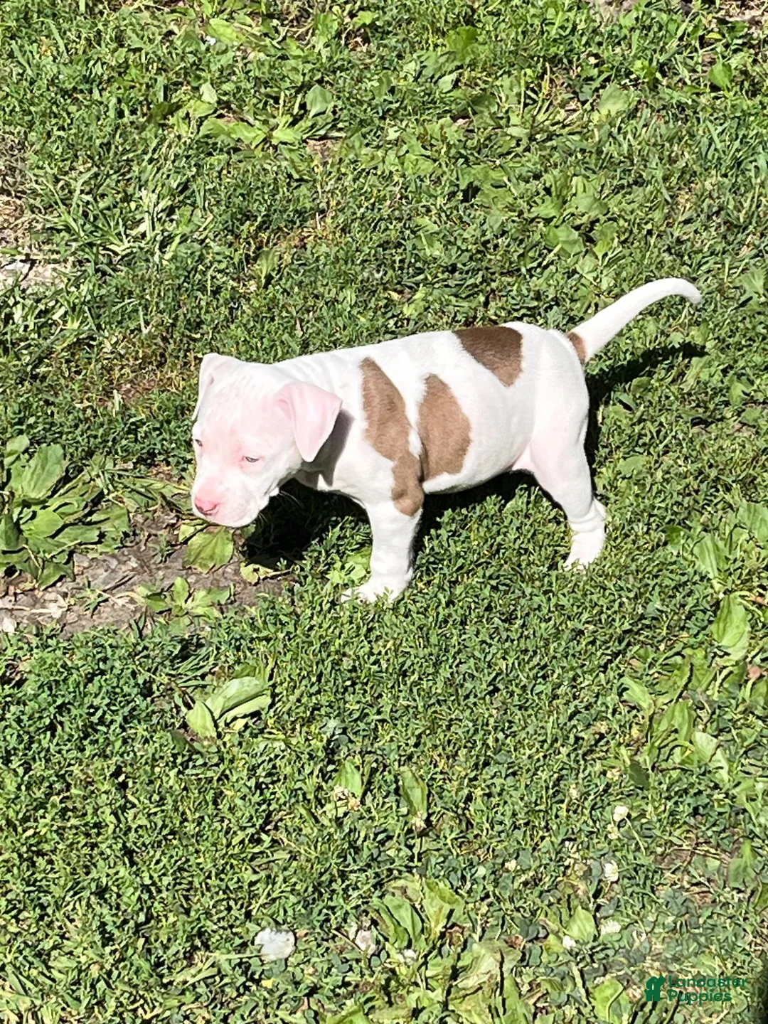 American Pit Bull Terrier dogs for sale: American Pit Bull Terrier 6 - Ad 3
