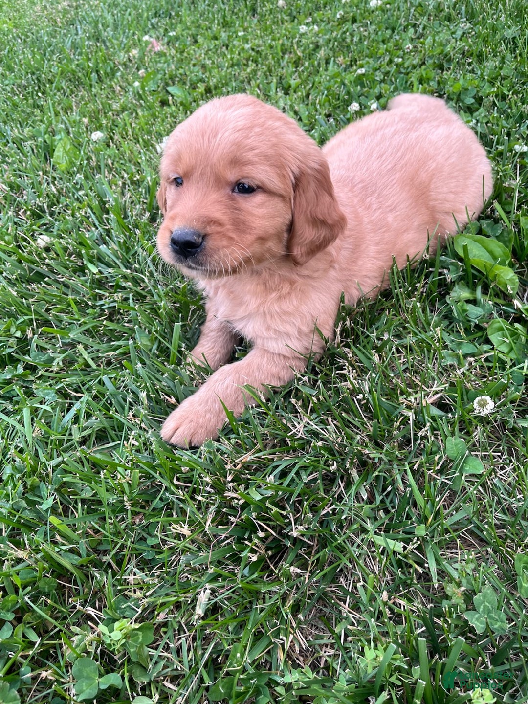 Golden Retriever dogs for sale: Emma - Ad 2