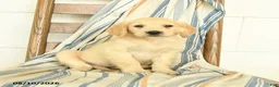 Golden Retriever dogs for sale: Jade - Ad 1