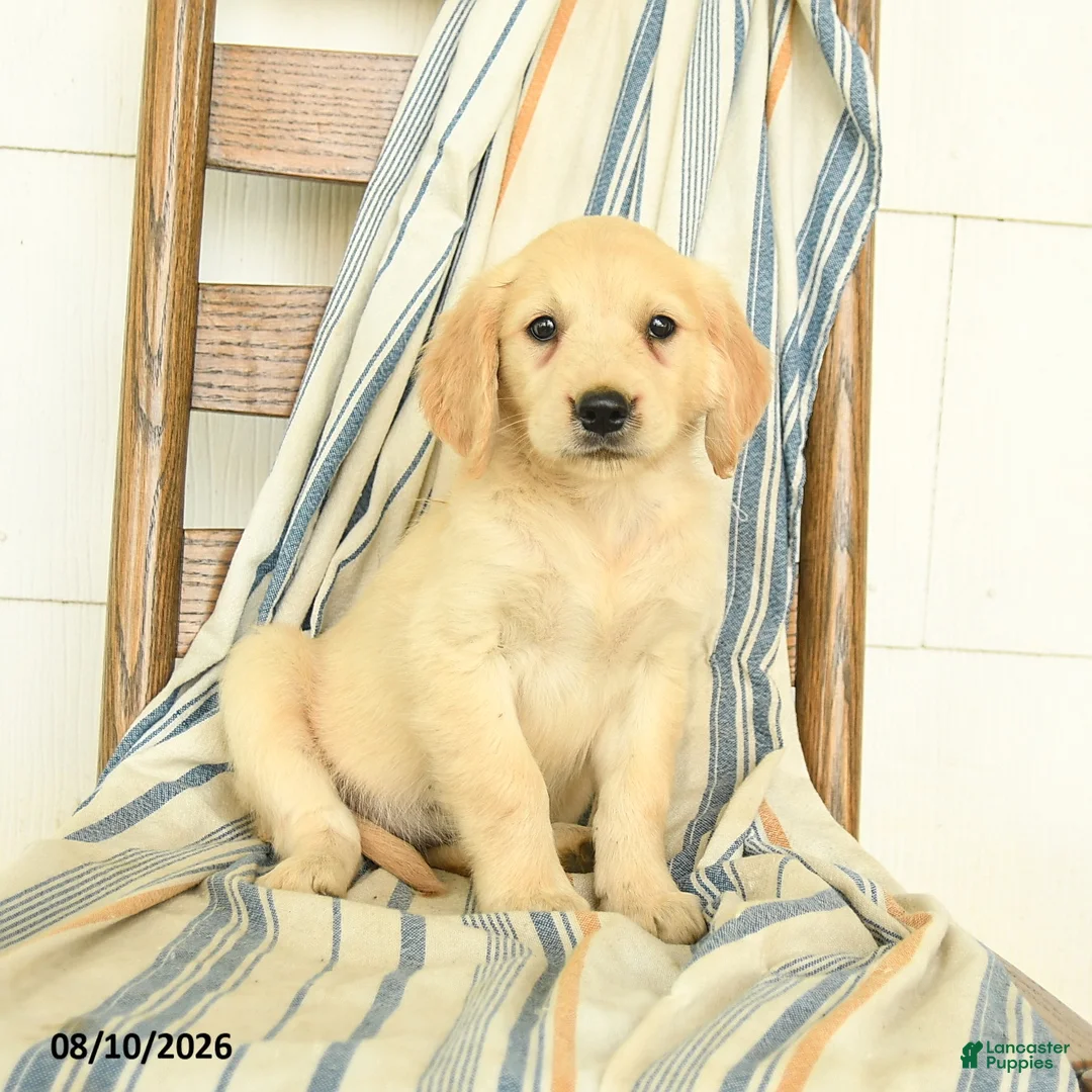 Golden Retriever dogs for sale: Jade - Ad 1