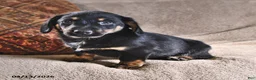 Miniature Dachshund dogs for sale: Domino - Ad 2