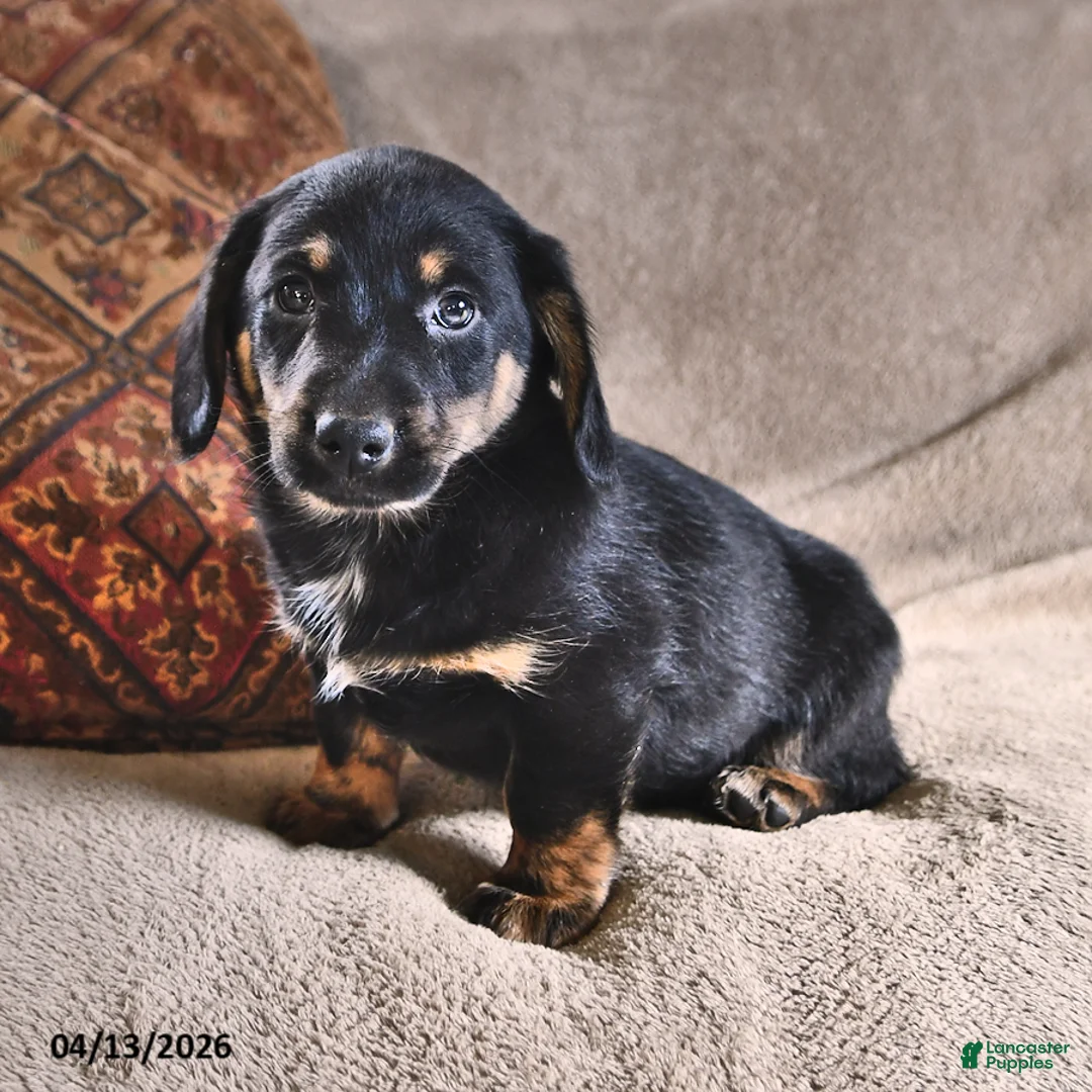 Miniature Dachshund dogs for sale: Domino - Ad 2