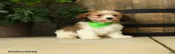 Cavachon dogs for sale: Teddy - Ad 3