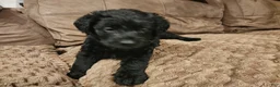 Labradoodle dogs for sale: Labradoodle green collar - Ad 10