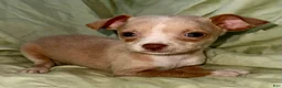 Chihuahua dogs for sale: Biggy  - Ad 4