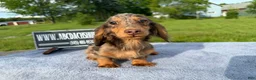 Miniature Dachshund dogs for sale: AKC Russian Ch line - Ad 3