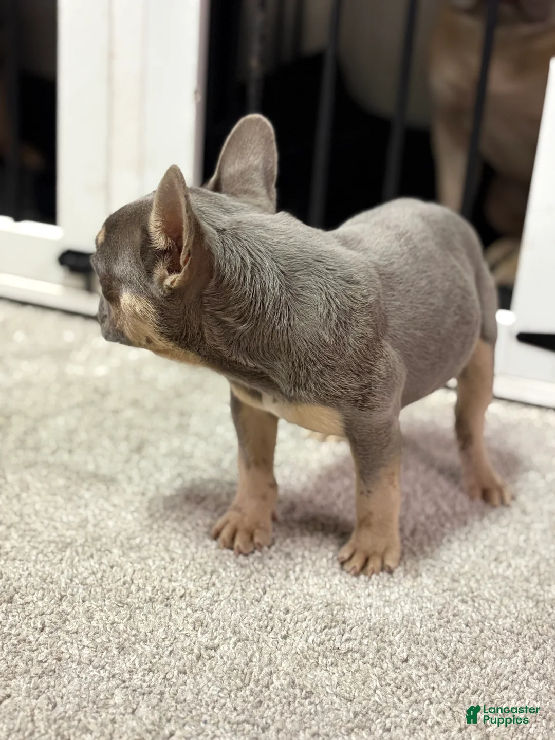 French Bulldog dogs for sale: Tyson - Ad 5