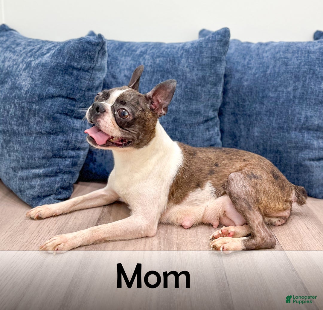 Boston Terrier dogs for sale: Sparky - Ad 9