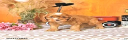 Cocker Spaniel dogs for sale: Randall - Ad 4
