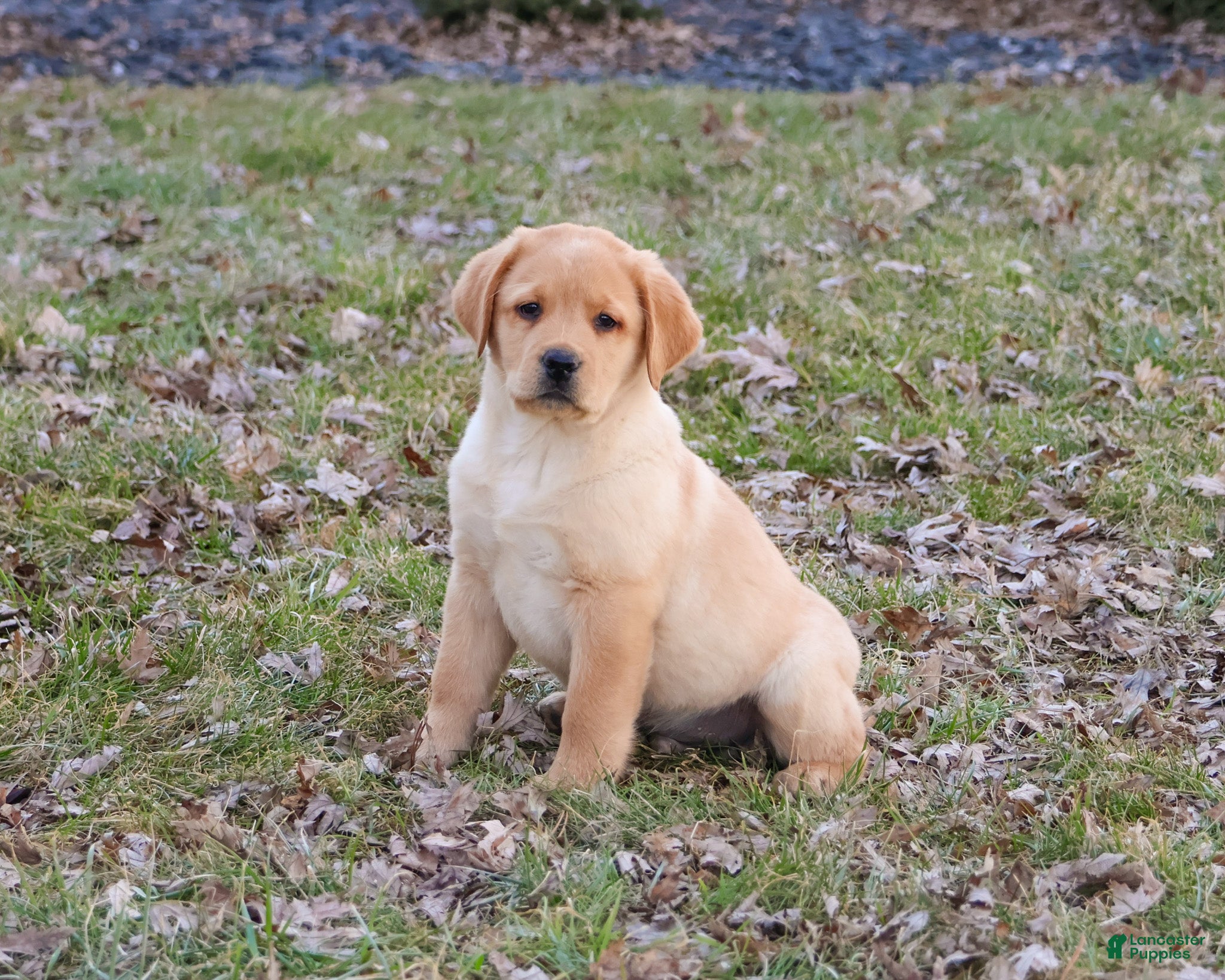 Labrador Retriever dogs Enzo - Ad 27