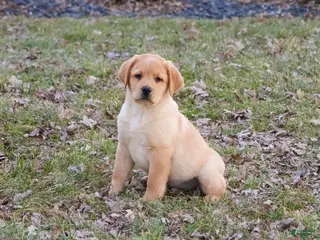Labrador Retriever dogs Enzo - Ad 27