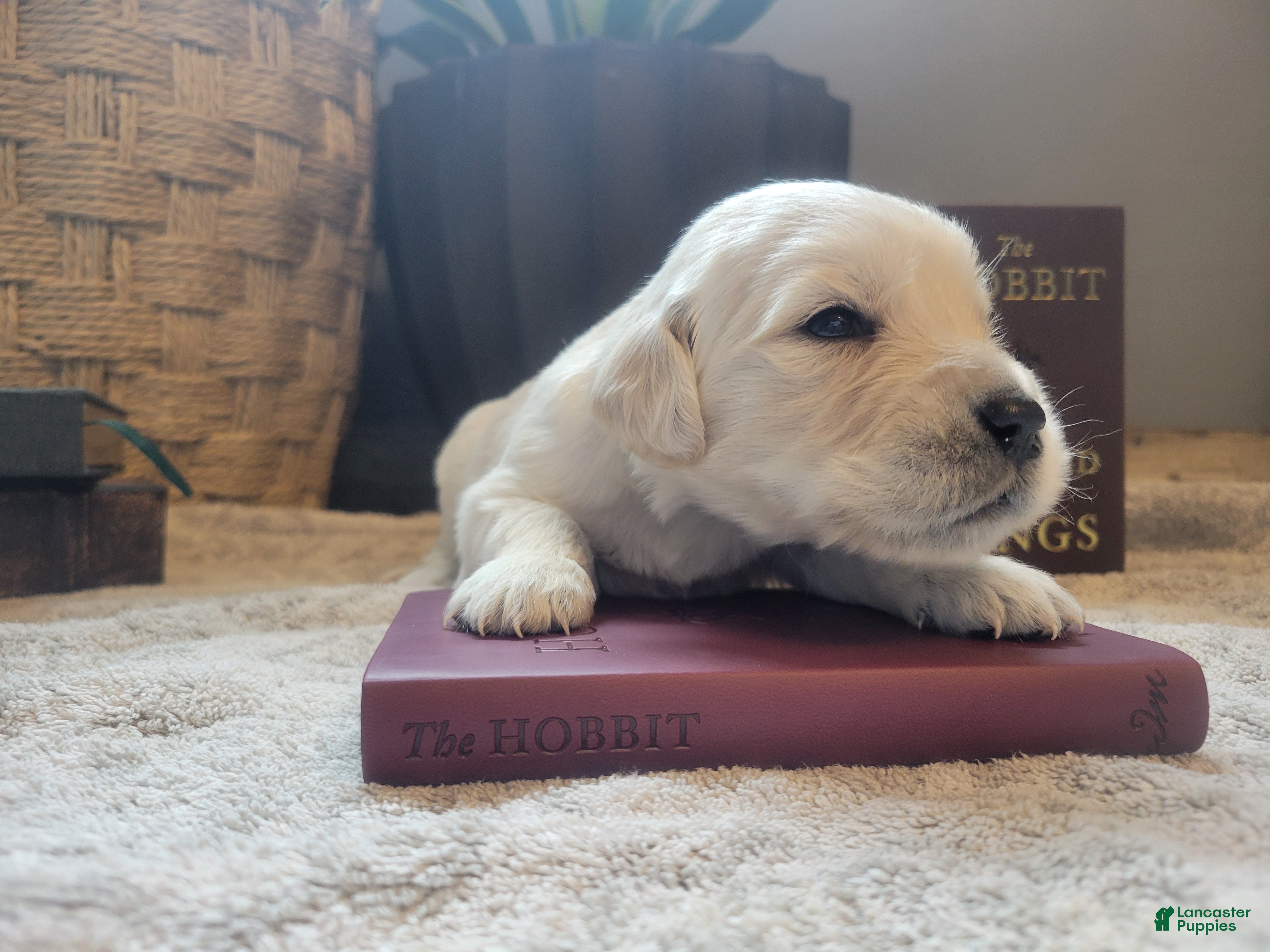 Golden Retriever dogs Frodo, Champion Sired - Ad 9