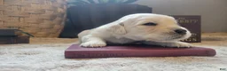 Golden Retriever dogs for sale: Frodo, Champion Sired - Ad 1