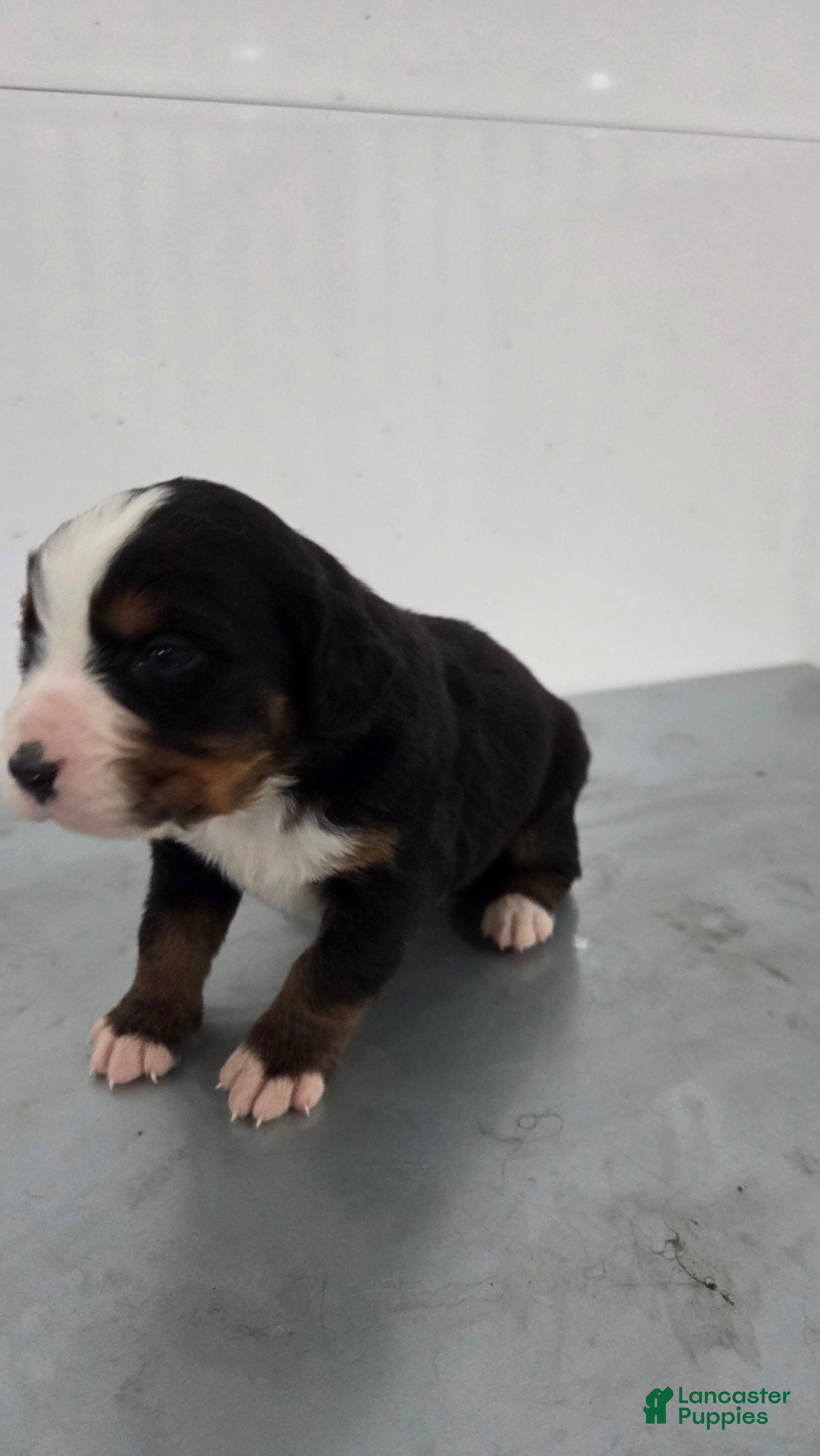 Bernese Mountain Dog dogs Bernese Mountain Dog Puppy 4 - Ad 35