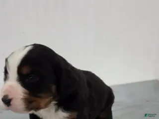 Bernese Mountain Dog dogs Bernese Mountain Dog Puppy 4 - Ad 36