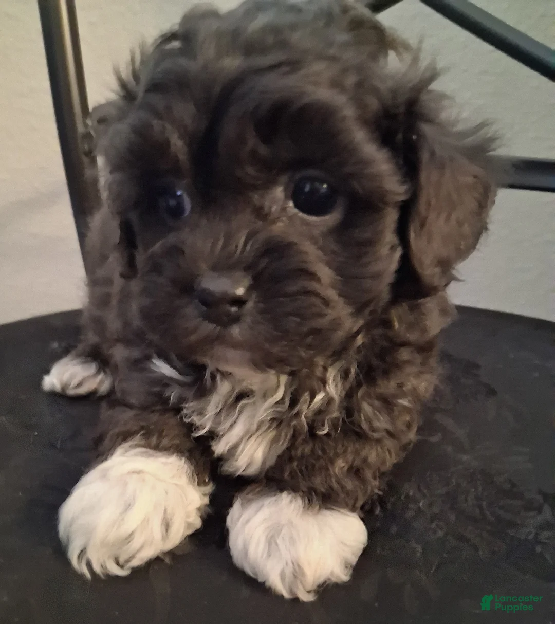 Shihpoo dogs for sale: Hosea - Ad 2