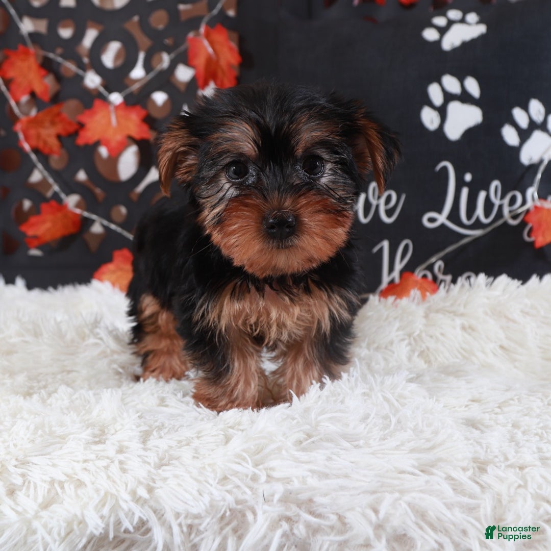 Yorkshire Terrier dogs for sale: Ariana - Ad 2