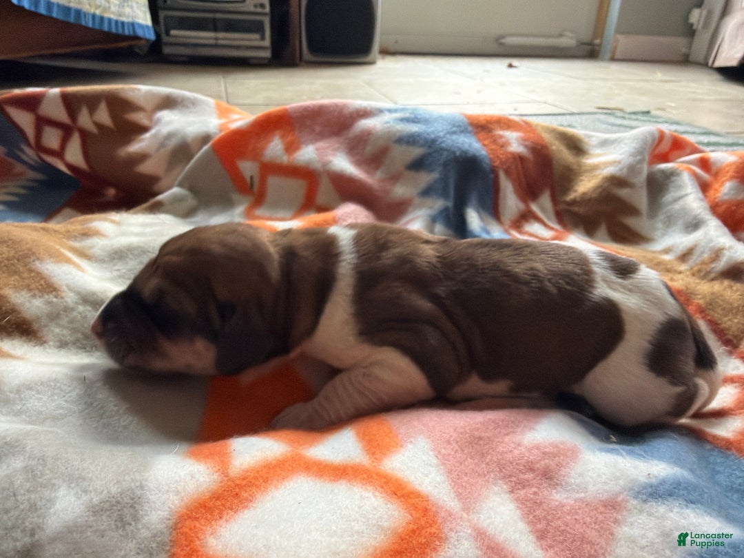 Mixed Breed dogs for sale: Peyton - Ad 1