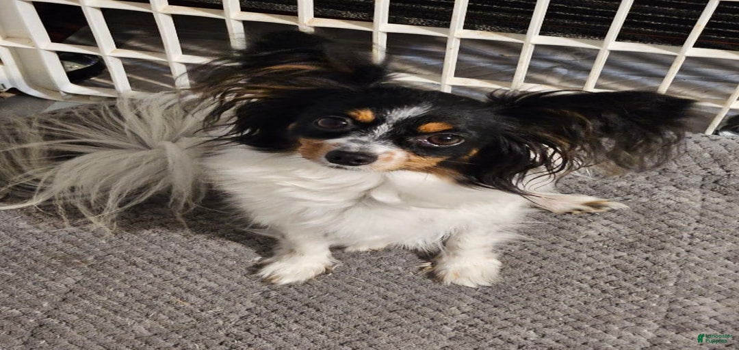 Gallery Image {{count}}