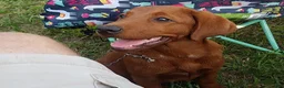 Labrador Retriever dogs for sale: Labrador Retriever 3 - Ad 1