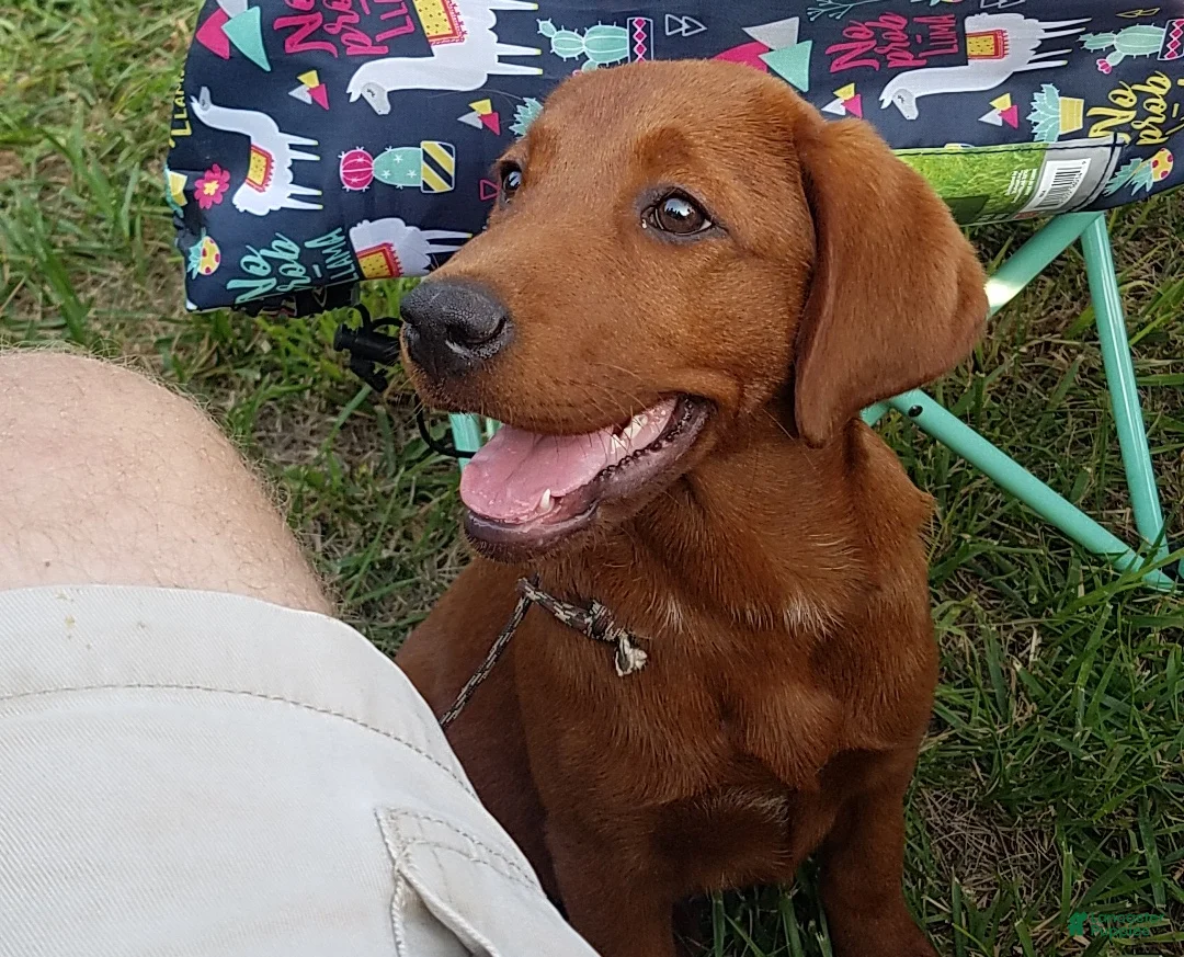 Labrador Retriever dogs for sale: Labrador Retriever 3 - Ad 1