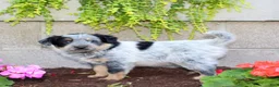 Australian Cattle Dog dogs for sale: Boomer - Ad 3