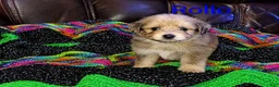 Mixed Breed dogs for sale: Rollo - Ad 1